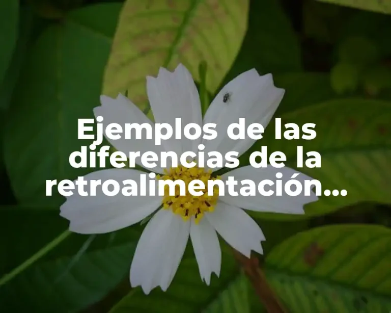 Ejemplos de las diferencias de la retroalimentación positiva y negativa