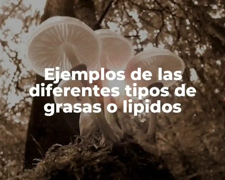 Ejemplos de las diferentes tipos de grasas o lipidos