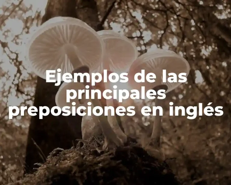 Ejemplos de las principales preposiciones en inglés