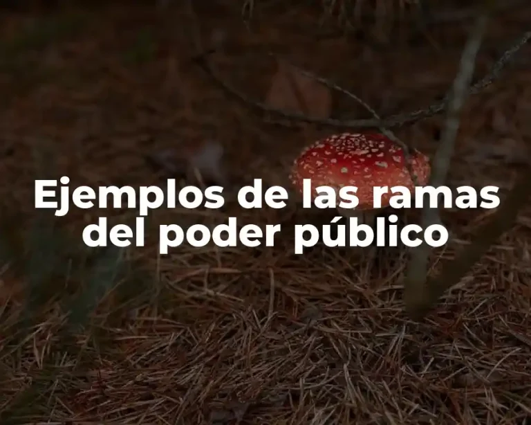 Ejemplos de las ramas del poder público