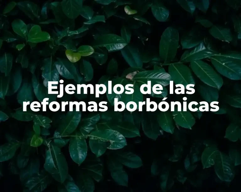 Ejemplos de las reformas borbónicas