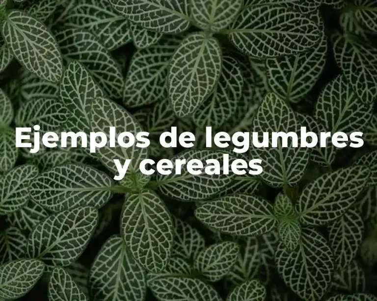 Ejemplos de legumbres y cereales