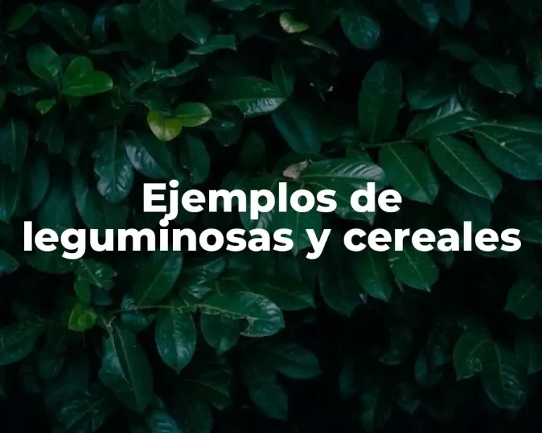 Ejemplos de leguminosas y cereales