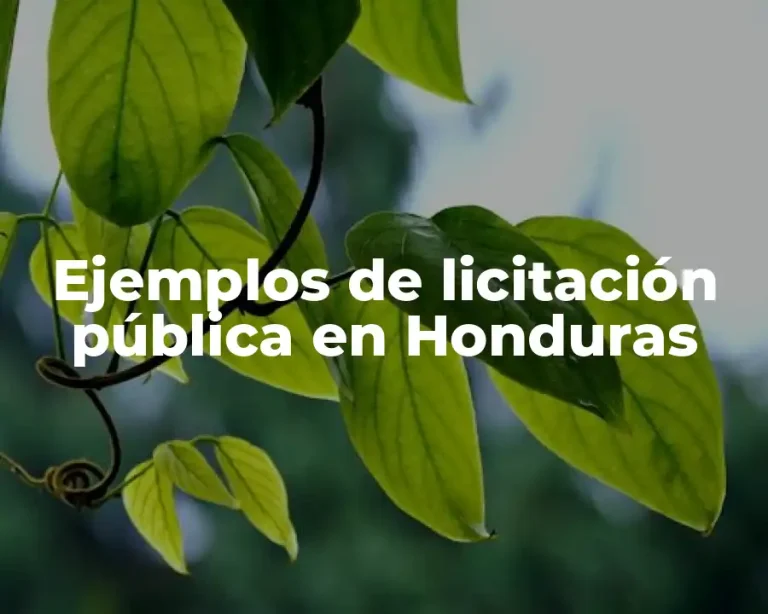Ejemplos de licitación pública en Honduras