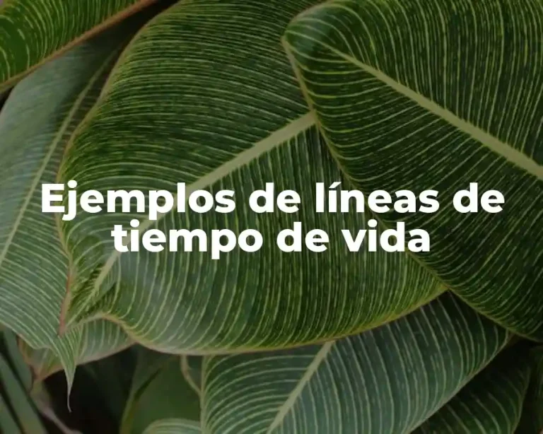 Ejemplos de líneas de tiempo de vida