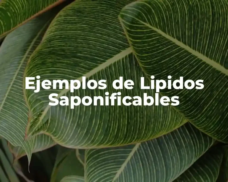 Ejemplos de Lipidos Saponificables