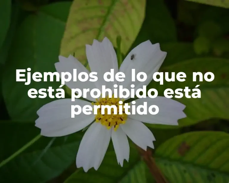 Ejemplos de lo que no está prohibido está permitido