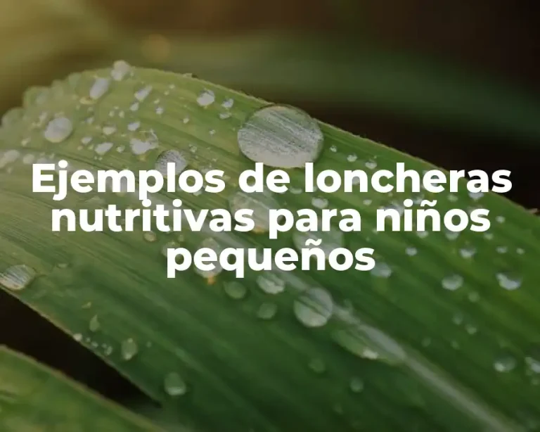 Ejemplos de loncheras nutritivas para niños pequeños