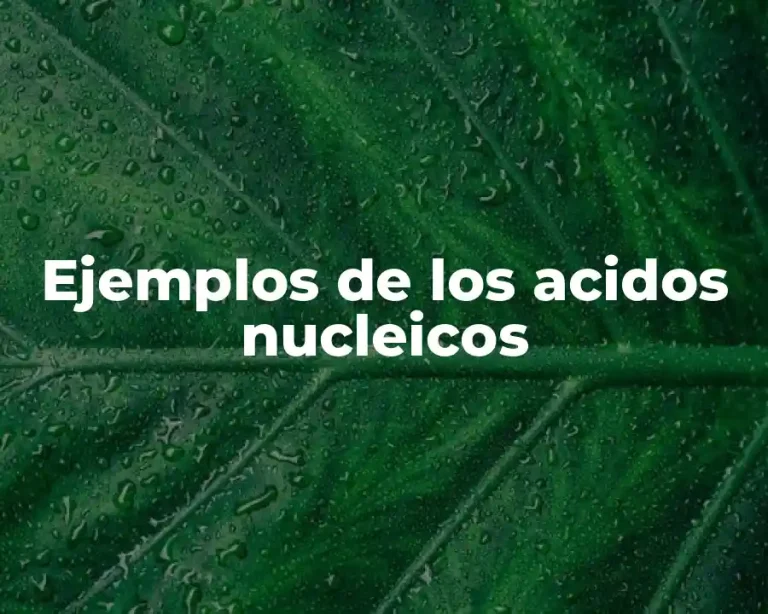 Ejemplos de los acidos nucleicos
