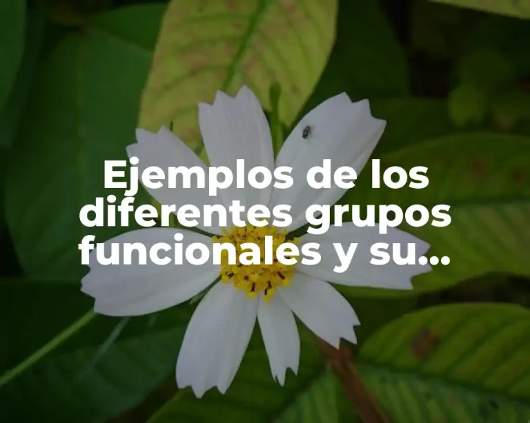 Ejemplos de los diferentes grupos funcionales y su aplicación