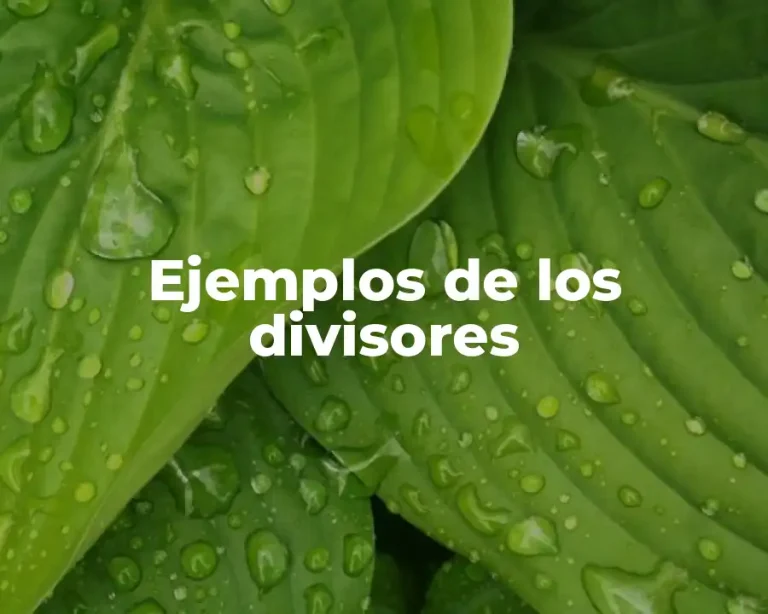 Ejemplos de los divisores