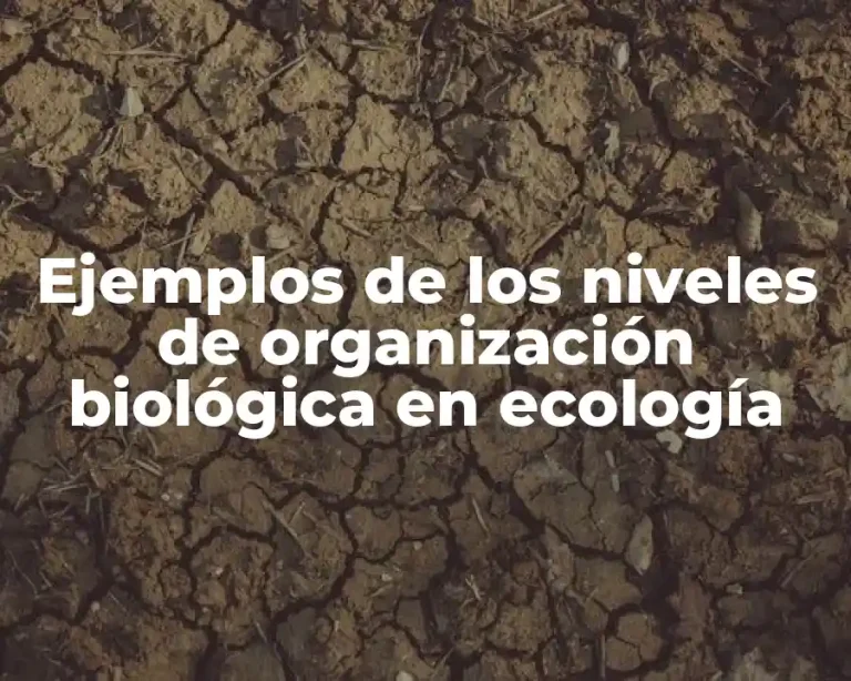 Ejemplos de los niveles de organización biológica en ecología