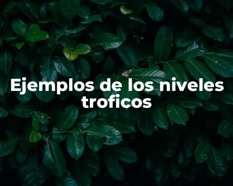 Ejemplos de los niveles troficos