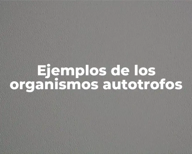 Ejemplos de los organismos autotrofos