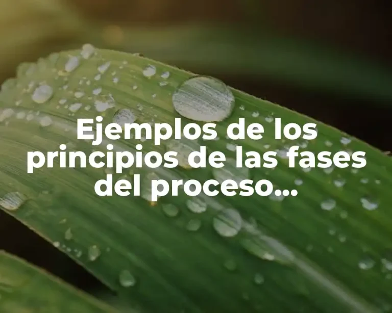 Ejemplos de los principios de las fases del proceso administrativo y Significado