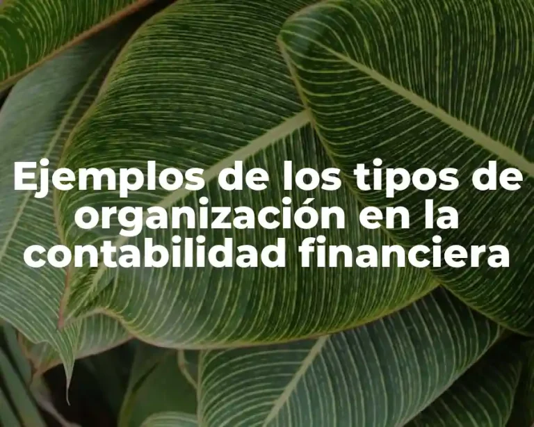 Ejemplos de los tipos de organización en la contabilidad financiera
