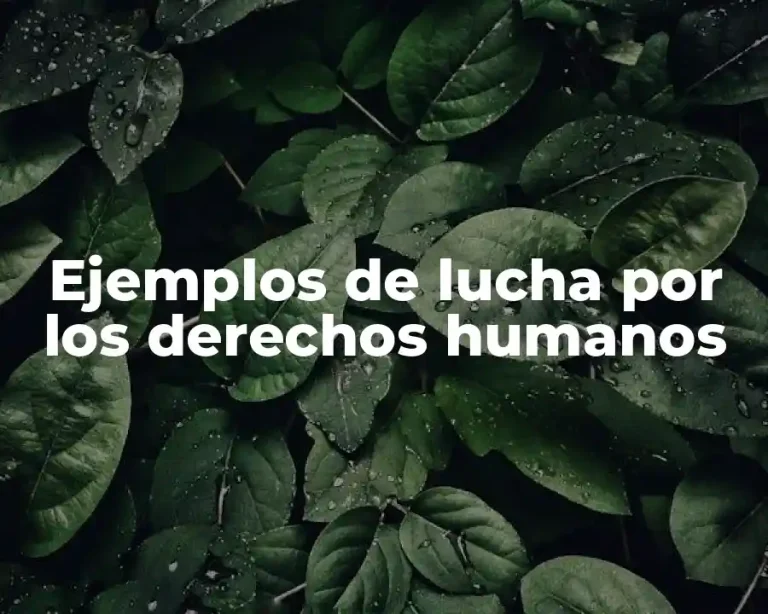 Ejemplos de lucha por los derechos humanos