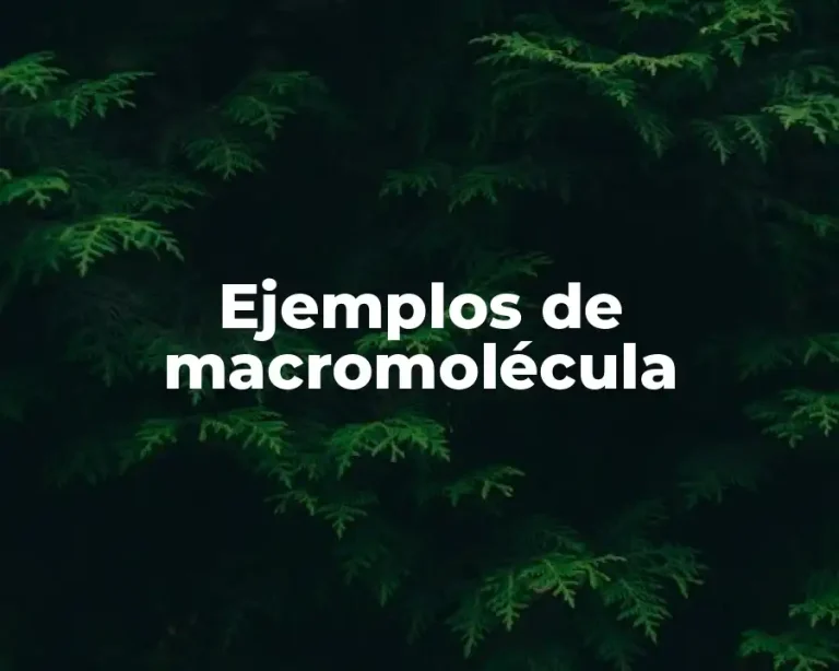 Ejemplos de macromolécula