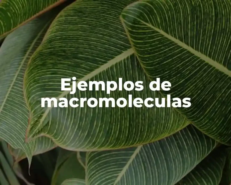 Ejemplos de macromoleculas