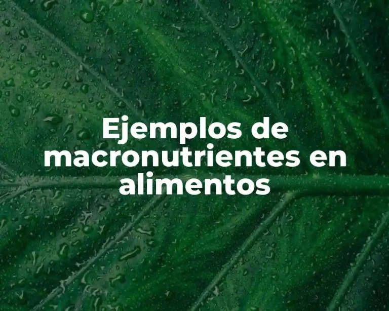 Ejemplos de macronutrientes en alimentos