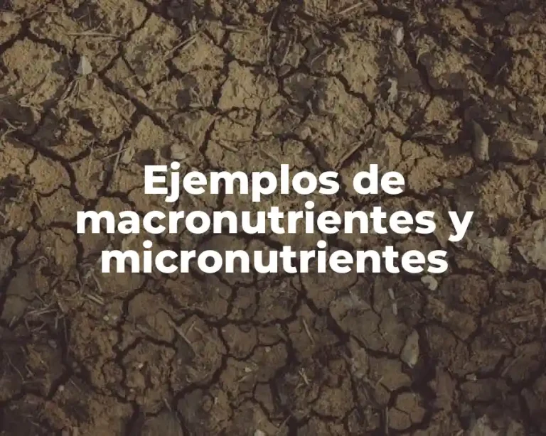 Ejemplos de macronutrientes y micronutrientes