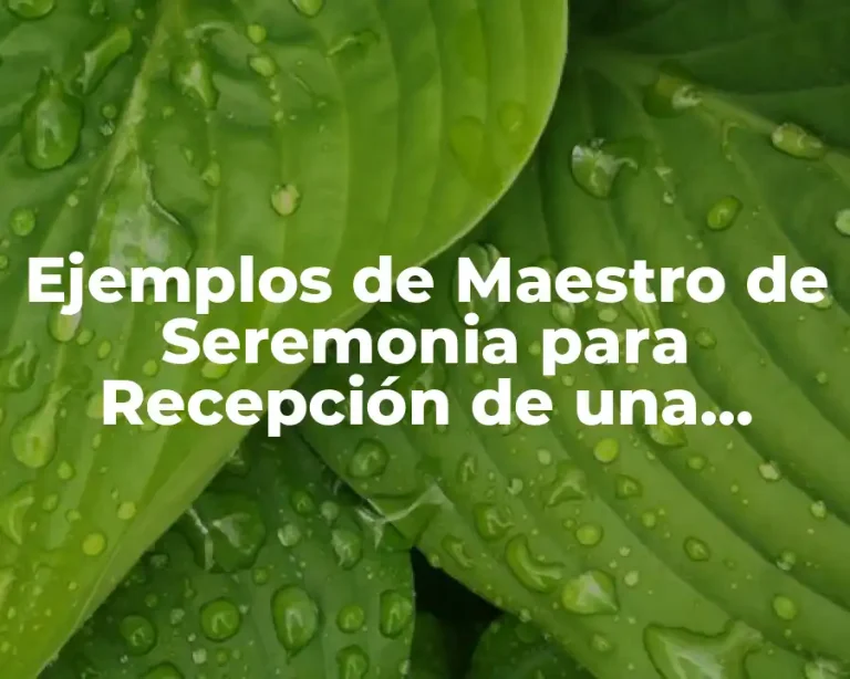 Ejemplos de Maestro de Seremonia para Recepción de una Bodas