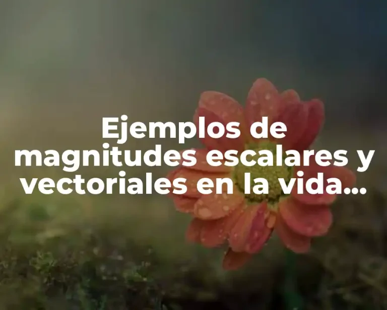Ejemplos de magnitudes escalares y vectoriales en la vida cotidiana