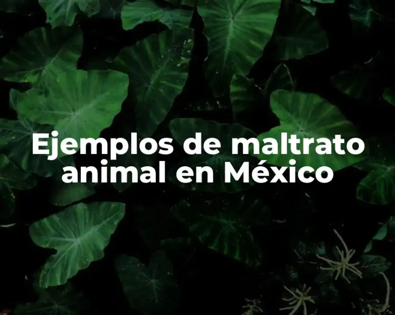 Ejemplos de maltrato animal en México