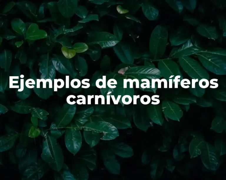 Ejemplos de mamíferos carnívoros