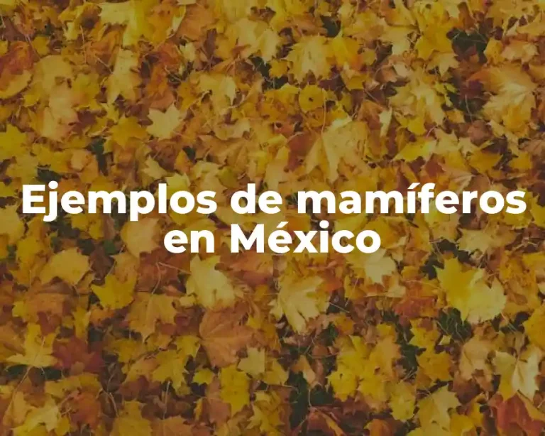 Ejemplos de mamíferos en México