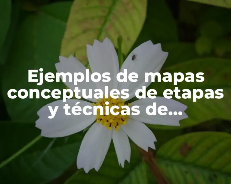 Ejemplos de mapas conceptuales de etapas y técnicas de organización