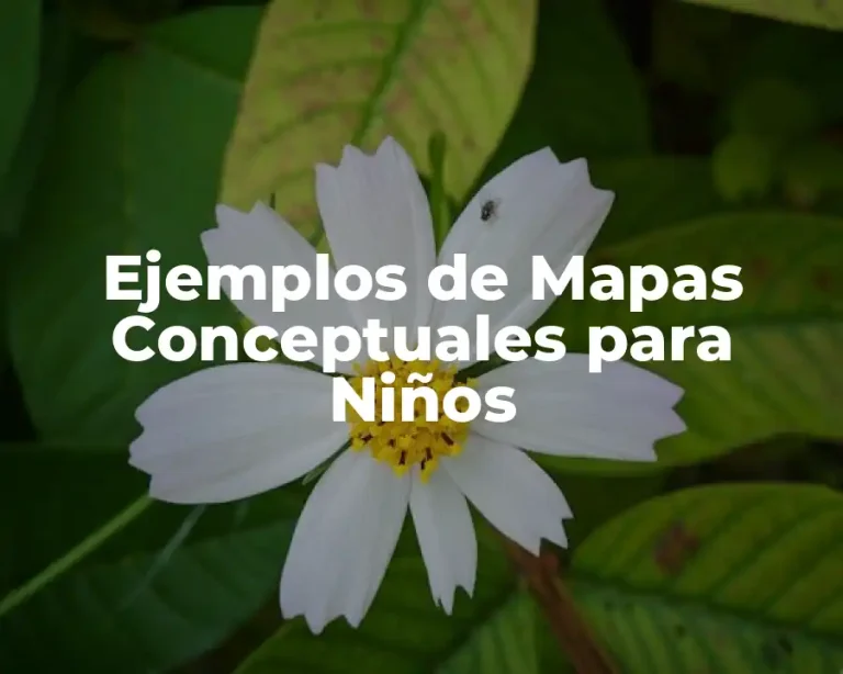 Ejemplos de Mapas Conceptuales para Niños