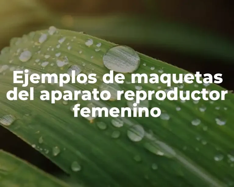 Ejemplos de maquetas del aparato reproductor femenino