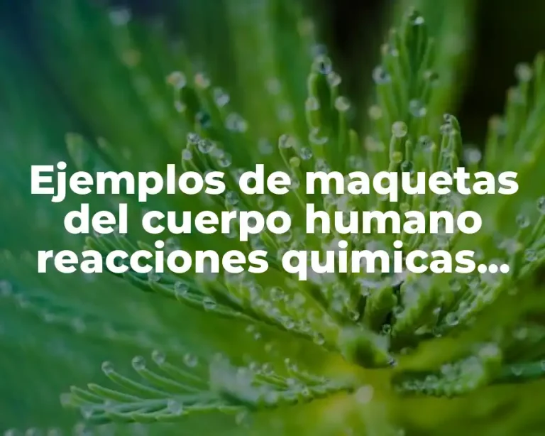 Ejemplos de maquetas del cuerpo humano reacciones quimicas creativas