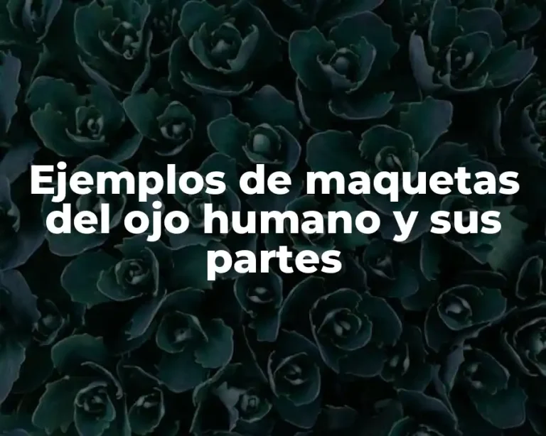 Ejemplos de maquetas del ojo humano y sus partes