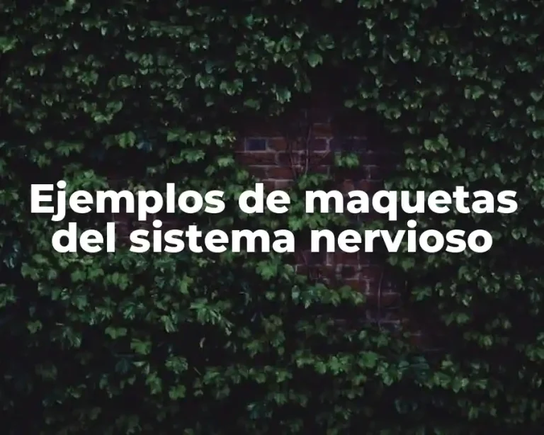 Ejemplos de maquetas del sistema nervioso