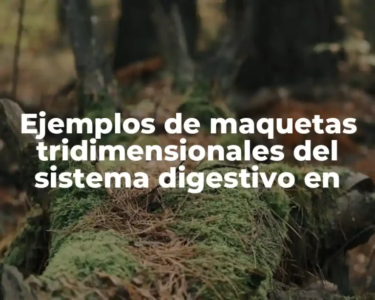 Ejemplos de maquetas tridimensionales del sistema digestivo en