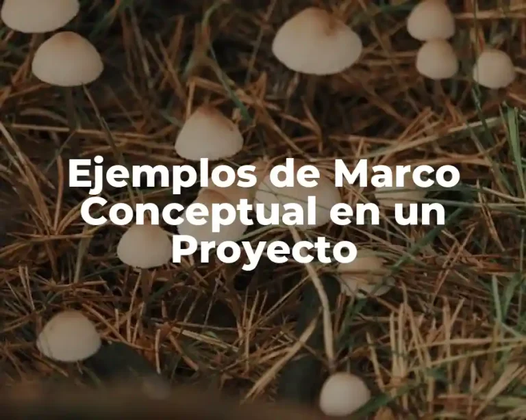 Ejemplos de Marco Conceptual en un Proyecto