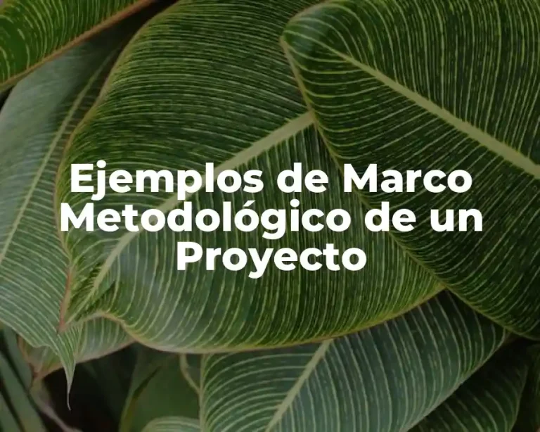 Ejemplos de Marco Metodológico de un Proyecto