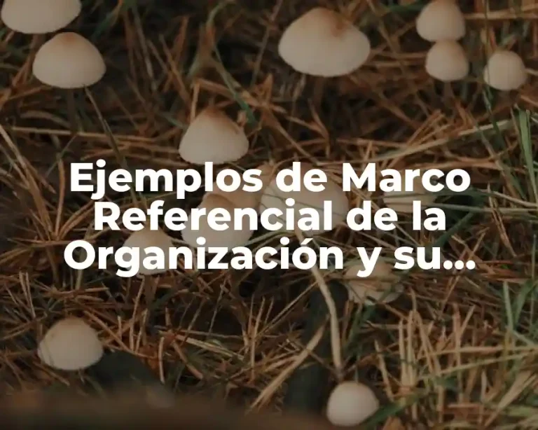 Ejemplos de Marco Referencial de la Organización y su Entorno