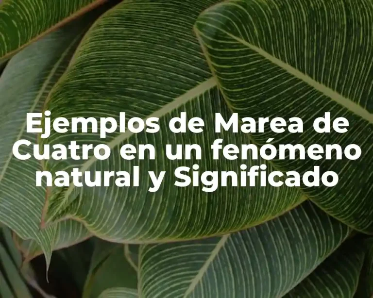 Ejemplos de Marea de Cuatro en un fenómeno natural y Significado