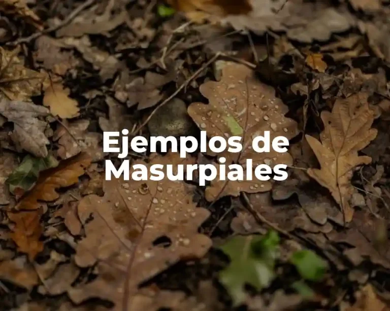 Ejemplos de Masurpiales