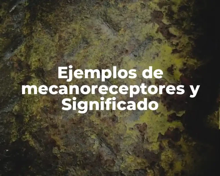Ejemplos de mecanoreceptores y Significado