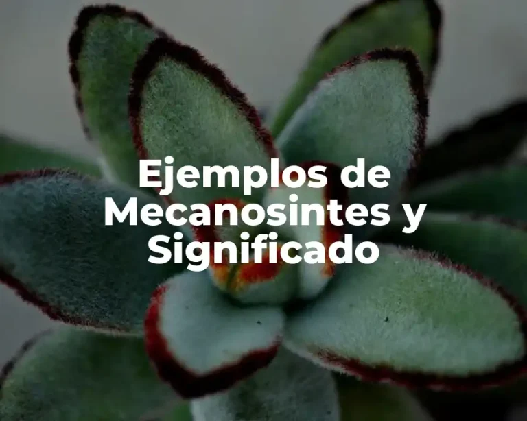 Ejemplos de Mecanosintes y Significado