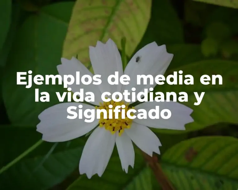 Ejemplos de media en la vida cotidiana y Significado