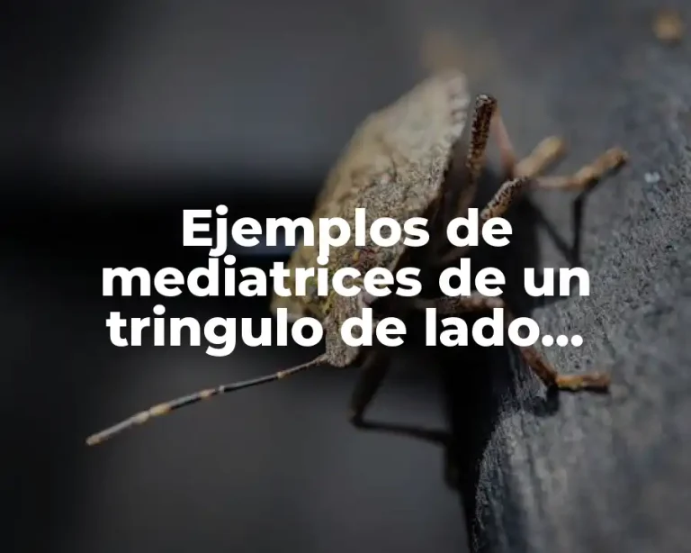 Ejemplos de mediatrices de un tringulo de lado desigual