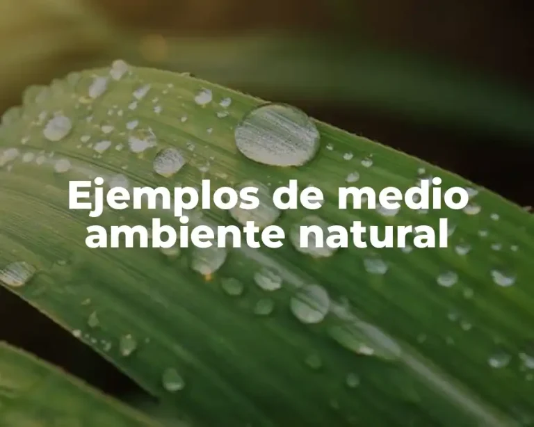 Ejemplos de medio ambiente natural