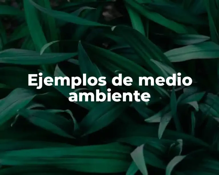 Ejemplos de medio ambiente