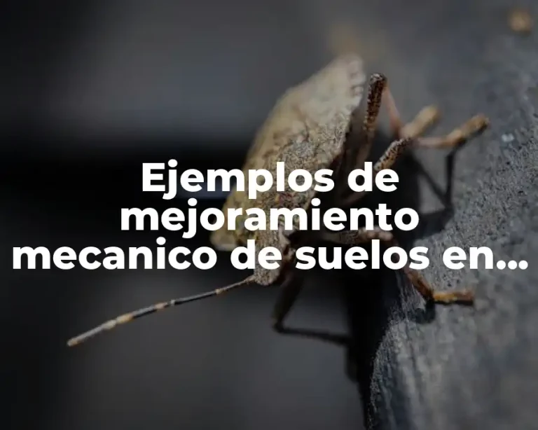 Ejemplos de mejoramiento mecanico de suelos en ingenieria civil y Significado