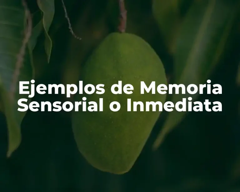 Ejemplos de Memoria Sensorial o Inmediata